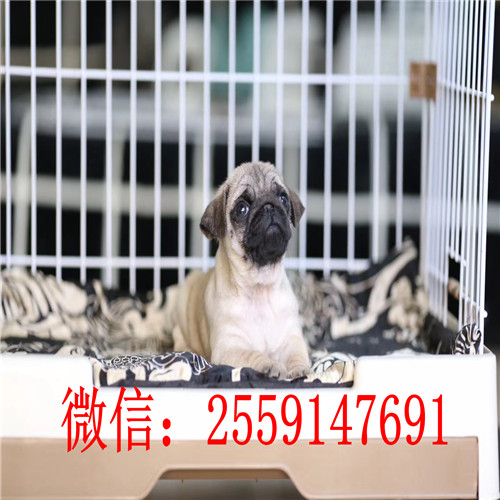 黄石纯种八哥怎么卖的 黄石哪里有巴哥出售 巴哥犬价格