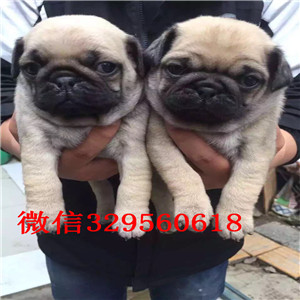 郑州哪里卖巴哥，巴哥多少钱，基地直销，健康保证