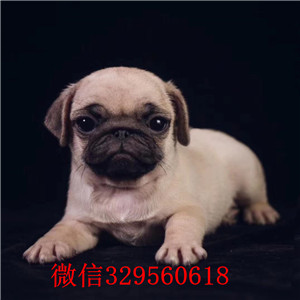 南昌巴哥犬出售 纯种巴哥犬多少钱一只 巴哥幼