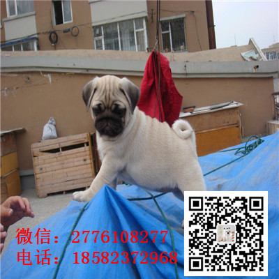 青岛哪里有巴哥幼犬出售 巴哥幼犬哪里的比较