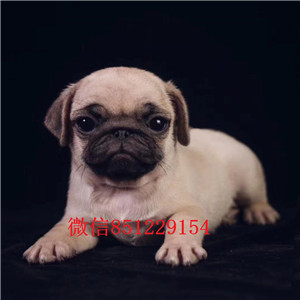 出售纯种健康的铜川巴哥犬幼犬诚信经营三包终