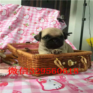 大连巴哥犬照片 巴哥犬多少钱一只 纯种的巴哥