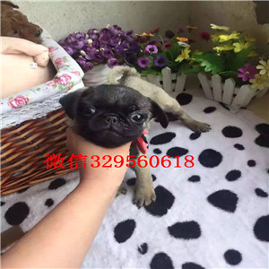 铁岭出售纯种巴哥犬巴哥多少钱巴哥图片双血统