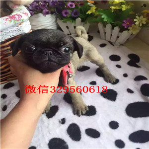 杭州老版巴哥犬多少钱纯种健康的巴哥犬巴哥狗