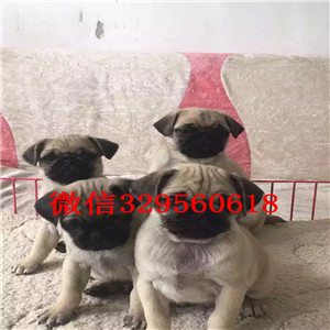 焦作老版巴哥犬多少钱巴哥多少钱巴哥价格极品