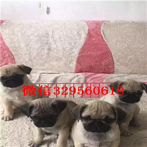 青岛鹰版巴哥巴哥幼犬出售巴哥犬舍精品巴哥