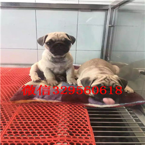 东营老版巴哥犬多少钱巴哥幼犬出售巴哥犬舍萌