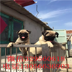 南昌巴哥犬好养吗_巴哥多少钱一只_带证书签协