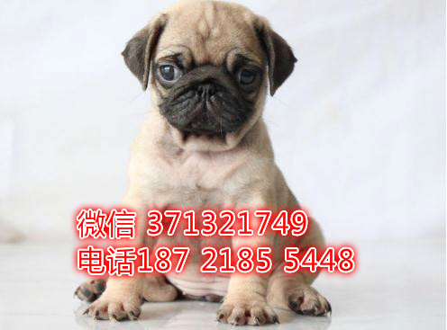 巴哥犬纯种幼犬出售，深圳犬舍，深圳狗场出售巴哥