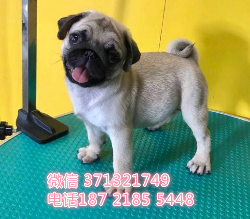 巴哥犬出售纯种幼犬，小型犬，长沙狗场繁殖巴哥狗