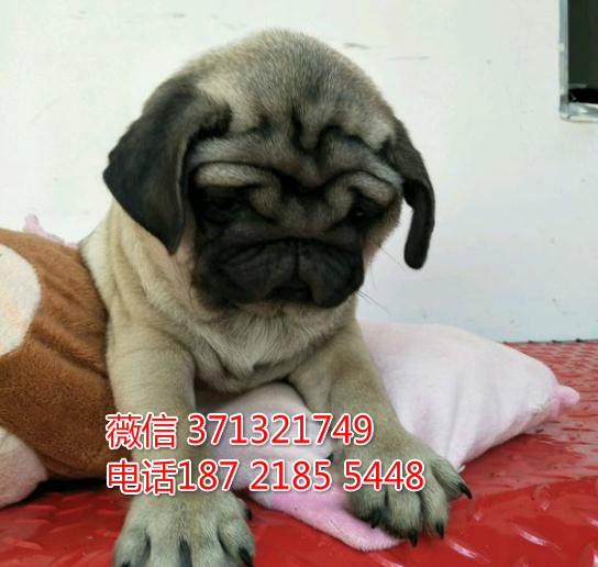 巴哥出售纯种幼犬，青岛巴哥犬出售 小型犬巴哥狗狗 