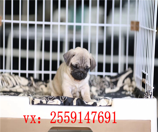 南昌哪里卖健康的八哥犬 南昌纯种巴哥价格 南