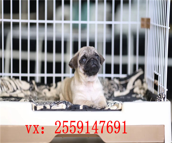 杭州哪里卖巴哥犬 杭州纯种八哥多少钱 杭州巴