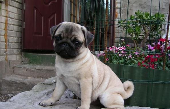 广州宠物狗狗出售纯种巴哥犬幼犬领养 宠物狗