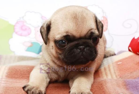 广州宠物狗狗出售纯种巴哥犬幼犬领养 宠物狗市场在哪卖狗