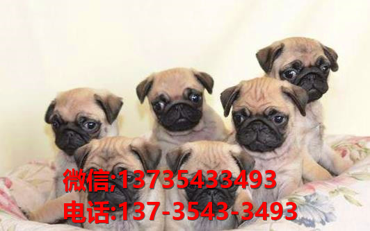 西安宠物狗犬舍出售纯种巴哥犬 宠物网站信息