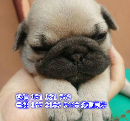 厦门特价 巴哥犬出售纯种幼犬 厦门犬舍宠物狗