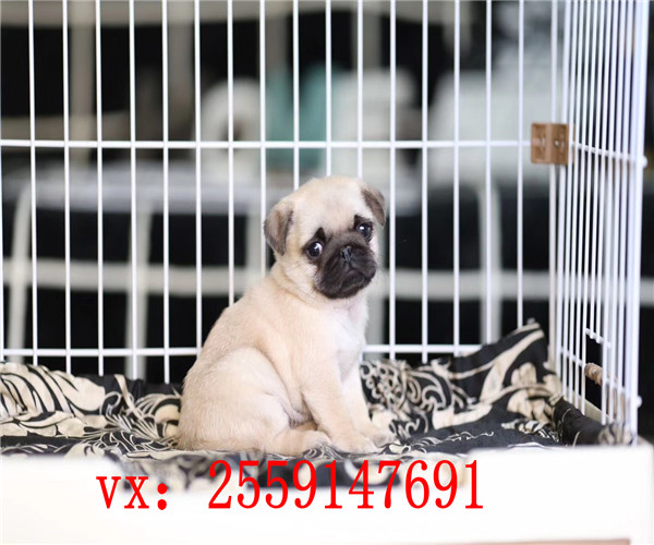 西安哪里卖纯种八哥犬 西安巴哥价格多少 西安