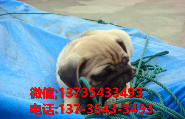 厦门宠物狗犬舍 狗市场在哪 哪里有宠物狗领养 出售纯种柯基犬