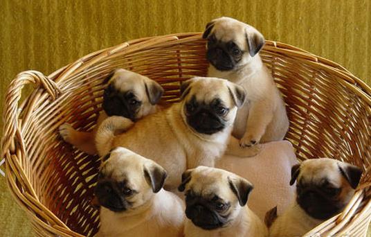 青岛宠物狗犬舍 狗市场在哪 哪里有宠物狗领养