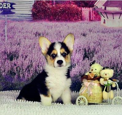 内江犬舍出售纯种柯基犬 宠物狗市场在哪有卖