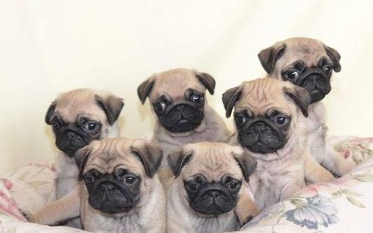 杭州宠物狗犬舍出售纯种巴哥犬 宠物网站信息