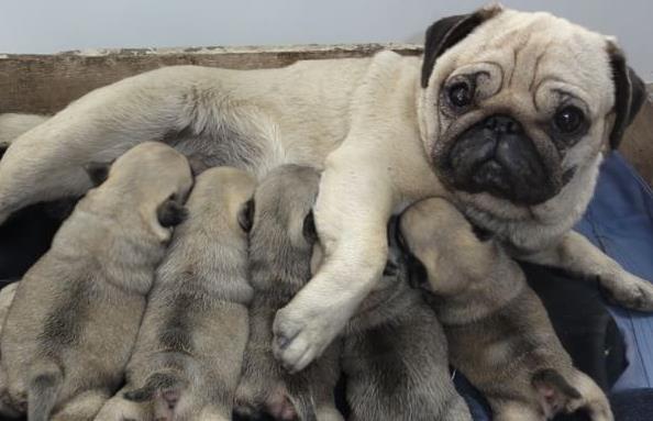 眉山犬舍出售宠物狗市场买狗卖狗领养巴哥犬