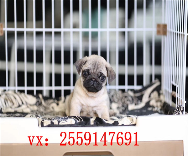 长沙哪里卖纯种八哥犬 长沙哪里卖健康的巴哥 