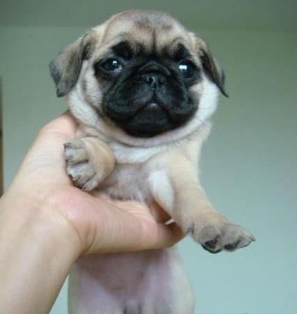 西安宠物狗狗犬舍出售纯种巴哥犬 哪里有狗市