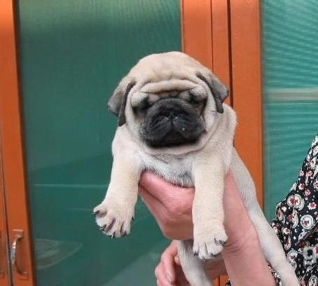 长沙宠物狗狗犬舍出售纯种巴哥犬 哪里有狗市