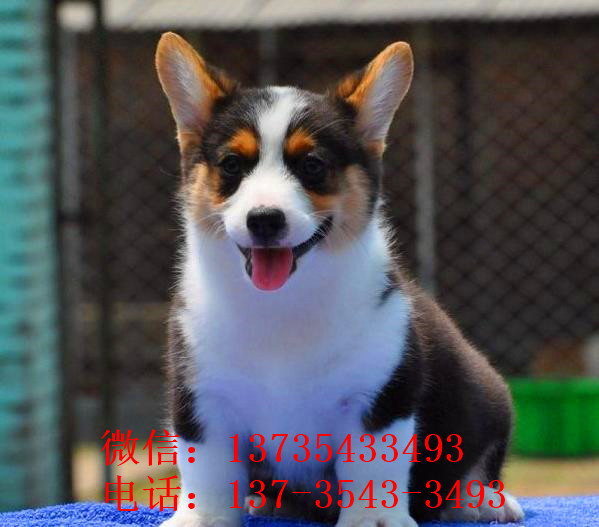 内江犬舍出售纯种柯基犬 宠物狗市场在哪有卖狗