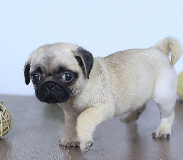 北海犬舍出售宠物狗市场买狗卖狗领养巴哥犬