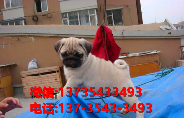 厦门宠物狗犬舍 狗市场在哪 哪里有宠物狗领养 出售纯种柯基犬