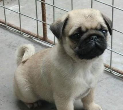 长沙宠物狗狗出售纯种巴哥犬幼犬领养 宠物狗