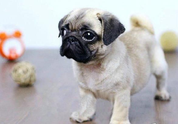 长沙宠物狗犬舍 狗市场在哪 哪里有宠物狗领养