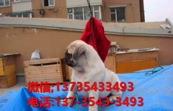 厦门宠物狗犬舍 狗市场在哪 哪里有宠物狗领养 出售纯种柯基犬