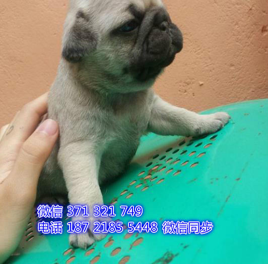 苏州特价巴哥犬出售纯种幼犬 苏州哪里有犬舍