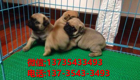 深圳宠物狗犬舍出售纯种巴哥犬 宠物网站信息领养卖狗 买狗