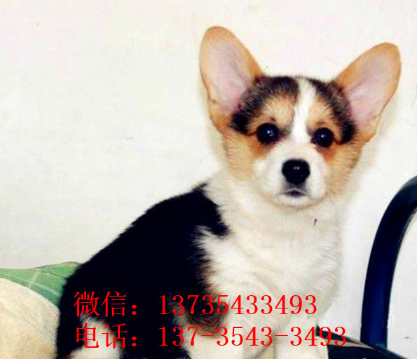 内江犬舍出售纯种柯基犬 宠物狗市场在哪有卖狗