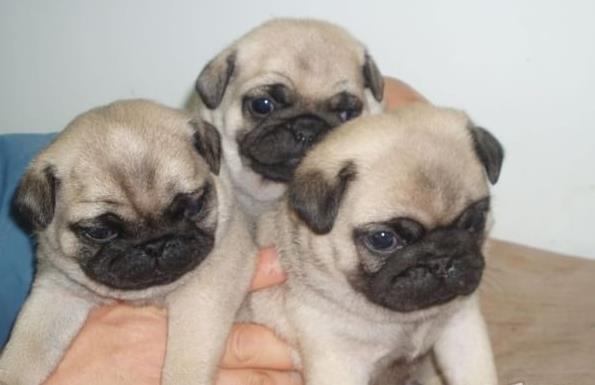 深圳宠物狗犬舍出售纯种巴哥犬哈巴狗幼犬宠物