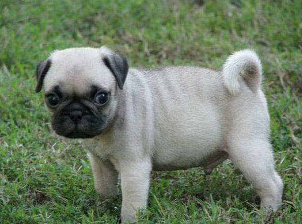 陕西西安犬舍出售纯种巴哥犬宠物狗市场在哪卖