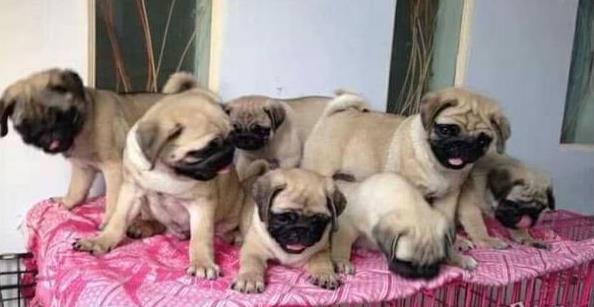 郑州宠物狗犬舍出售纯种巴哥犬哈巴狗宠物狗市