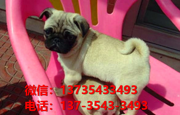 正宗巴哥犬幼犬出售 郑州宠物狗市场犬舍在哪