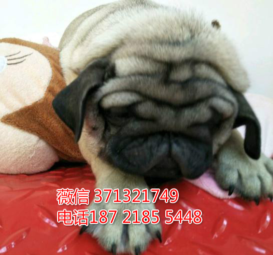 南京特惠 巴哥犬出售纯种幼犬 南京犬舍南京狗场