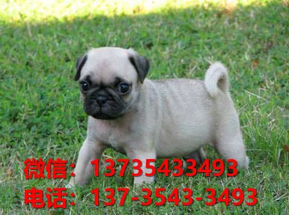 纯种巴哥犬憨厚哈巴狗大连宠物狗市场在哪里卖