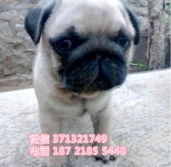 西宁犬舍 宠物狗狗出售 巴哥犬狗狗 西宁犬舍