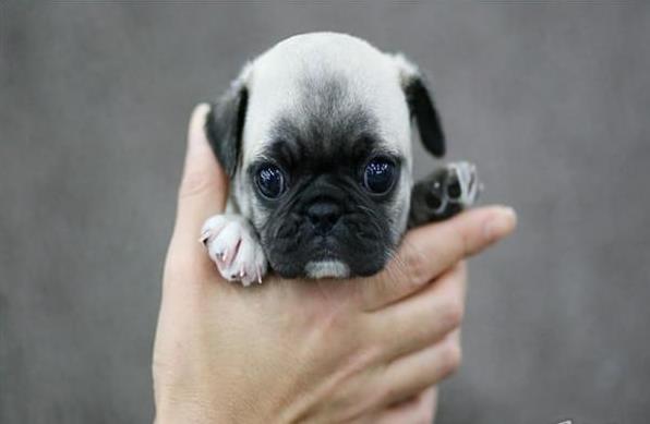 健康巴哥犬南京犬舍出售纯种活体宠物狗领养 