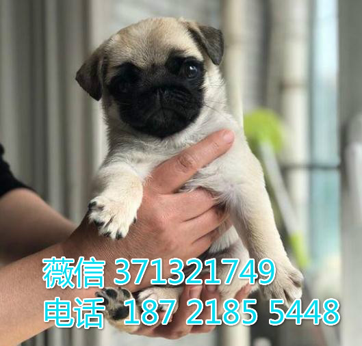 广州狗狗 出售巴哥犬幼犬 广州特价宠物狗狗