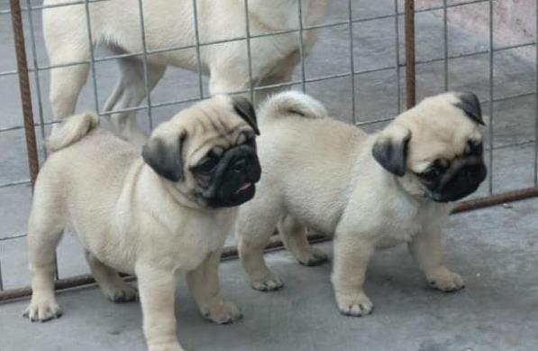 深圳狗场出售纯种巴哥犬领养哈巴狗狗市场在哪