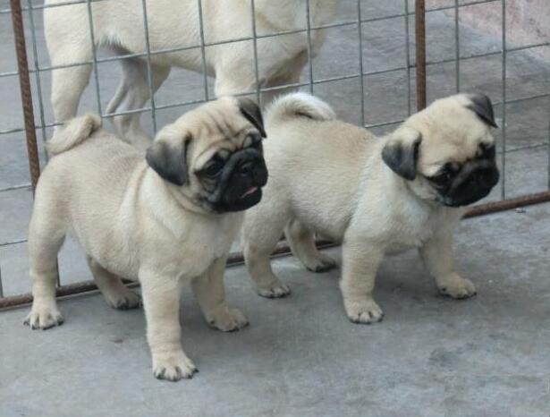 保山本地哪里买卖巴哥小狗保山地区出售纯种巴